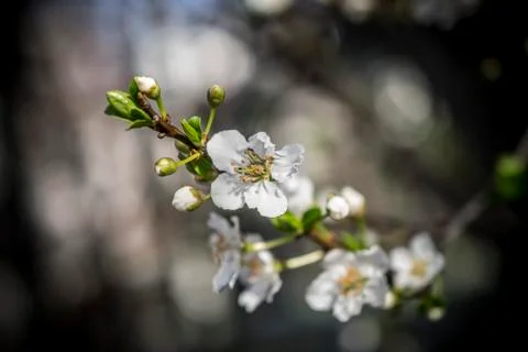 White Spring Flowers Stock Photos