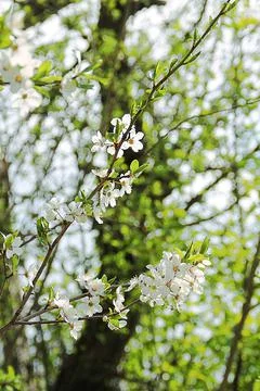 White spring flowers Stock Photos