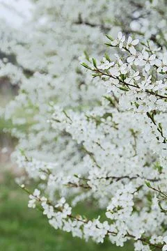 White spring flowers Stock Photos