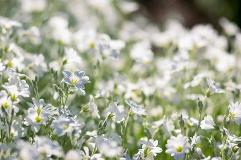White Spring Flowers Foto stock
