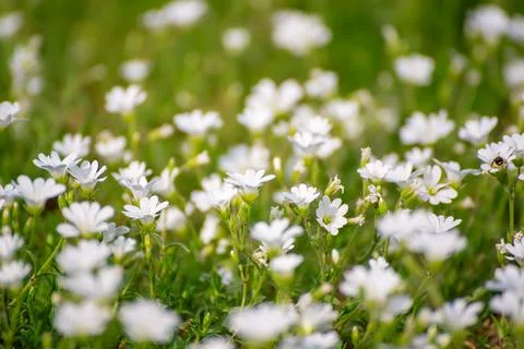 White spring flowers 스톡 사진