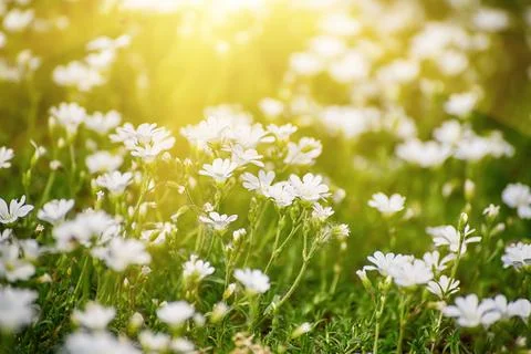 White spring flowers Stockfoto's