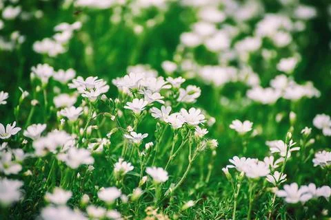 White spring flowers Foto stock