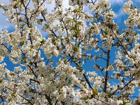 White spring flowers Stock Photos