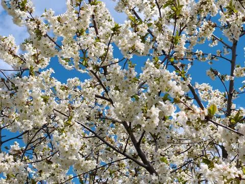 White spring flowers Stock Photos