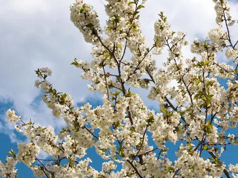 White spring flowers Stock Photos