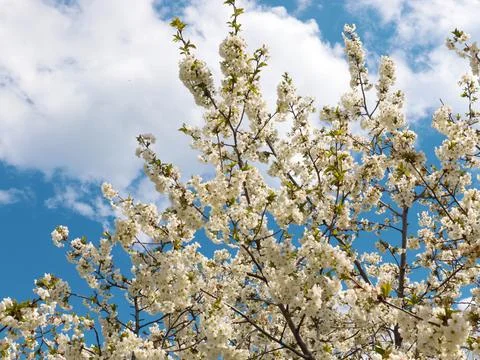 White spring flowers Stock Photos