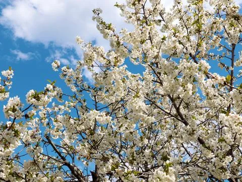 White spring flowers Stock Photos