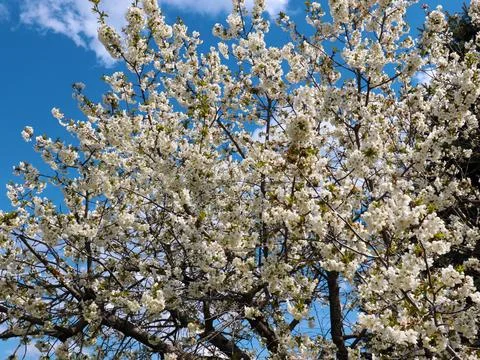 White spring flowers Stock Photos
