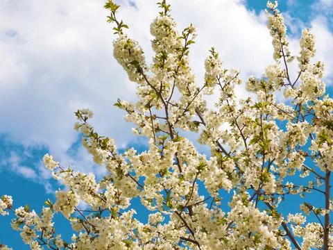 White spring flowers Stock Photos