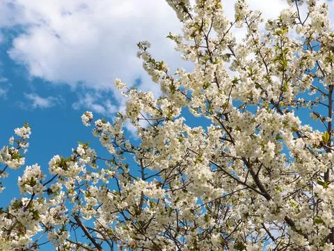 White spring flowers Stock Photos