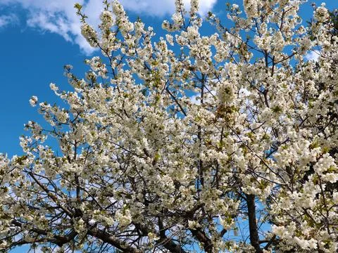 White spring flowers Stock Photos