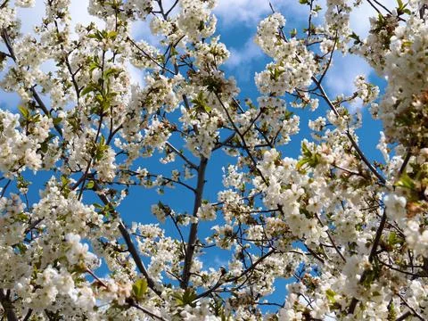 White spring flowers Stock Photos