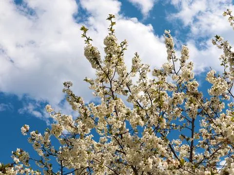 White spring flowers Stock Photos