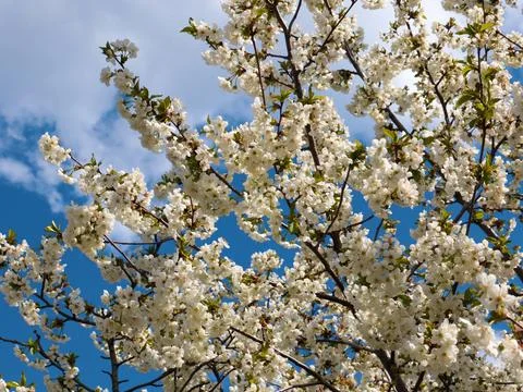 White spring flowers Stock Photos