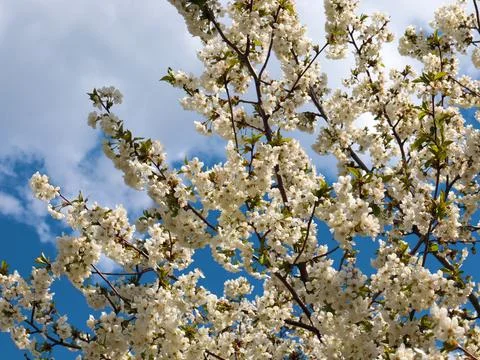 White spring flowers Stock Photos