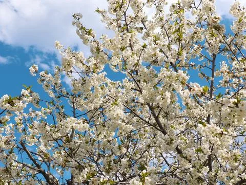 White spring flowers Stock Photos