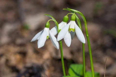 White spring flowers snowdrops Stock Photos