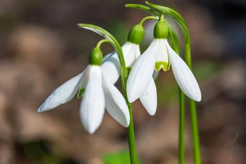White spring flowers snowdrops Stock Photos