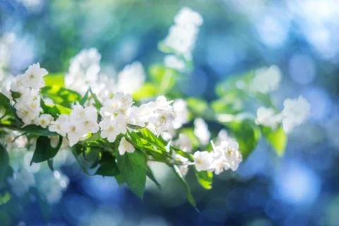 White spring flowers soft background Foto stock