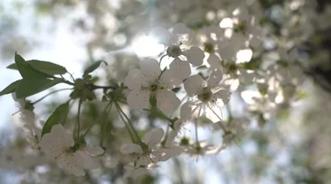 White Spring Flowers in the Sun 4K Stock Footage 62786843