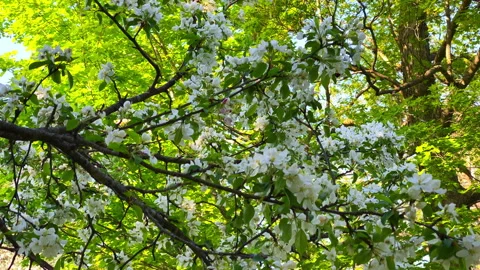 White Spring Flowers on Sunlit Tree Branches Stock Footage 346358701