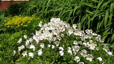 White spring flowers sway in the wind. Anemones Video stock 130844124