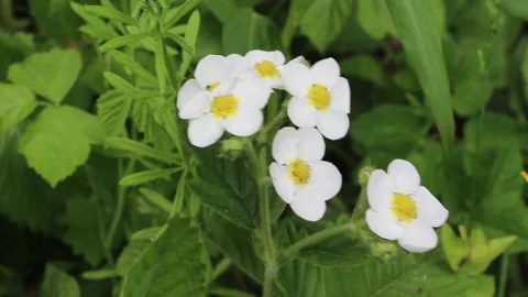 White spring flowers sway in the wind Video stock 148471410