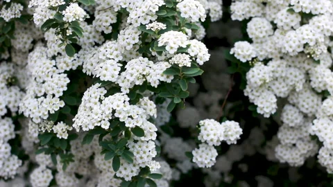 White spring flowers swaying in the wind. Stock Footage 154367809