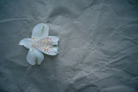 White spring flowers on textured gray backgound with lot of copy space for text Stock Photos