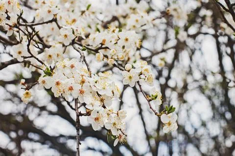 White spring flowers on a tree branch close-up Stock Photos