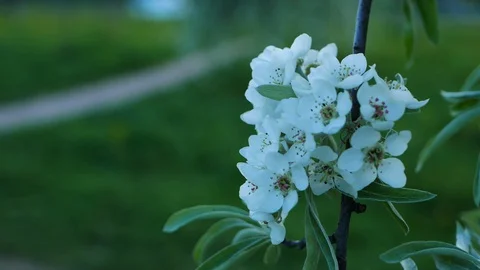 White spring flowers on tree branches. Stock Footage 127759923