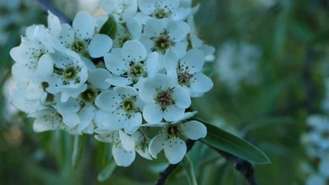 White spring flowers on tree branches. Stock Footage 127760436