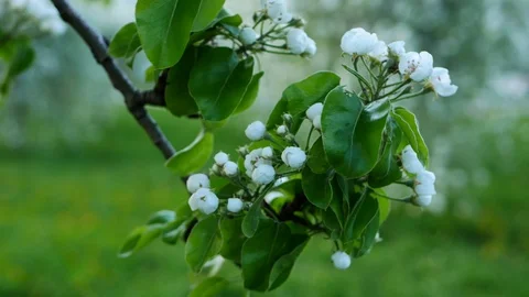 White spring flowers on tree branches. Stock Footage 127761091