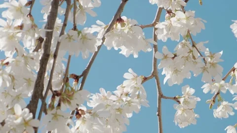 White spring flowers on tree branches Stock Footage 176852760