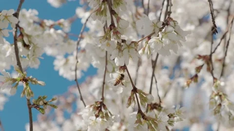 White spring flowers on tree branches Stock Footage 176852847