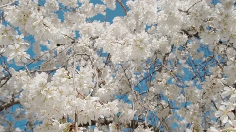 White spring flowers on tree branches Video stock 176853323
