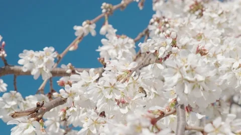 White spring flowers on tree branches Stock Footage 176853383