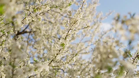 White spring flowers on tree branches Stock Footage 240462623