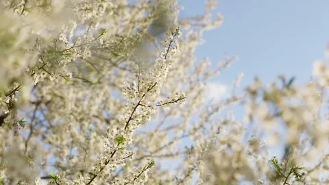 White spring flowers on tree branches Stock Photos