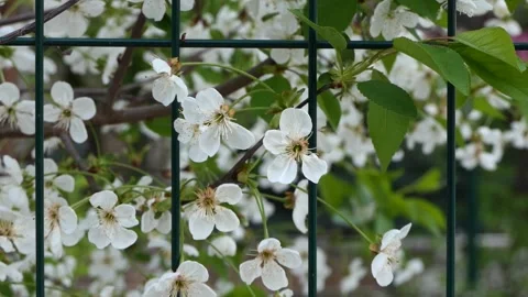 White spring flowers of a tree swaying in the wind Video stock 239367881