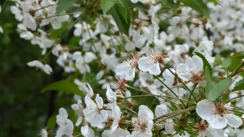 White spring flowers of a tree swaying in the wind Stock Footage 239419289