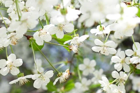 White spring flowers on tree use as background Stock Photos