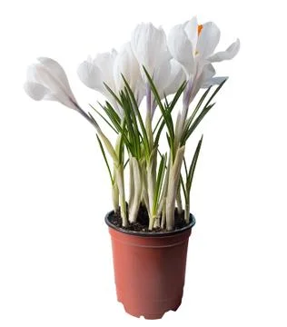 White spring flowers on a white background Stock-Fotos
