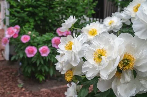 White spring flowers. White non-double peony with a yellow expressive center Stock Photos