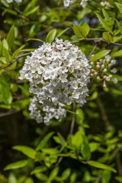 White spring foliage flowers Stock Photos