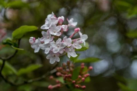 White spring foliage flowers Stock Photos