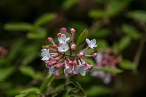 White spring foliage flowers Stock Photos