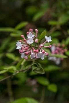 White spring foliage flowers Stock Photos