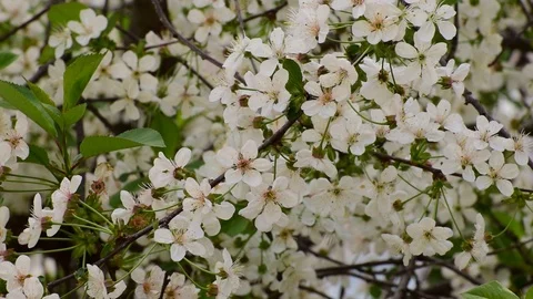 White spring inflorescences of cherry Cerasus shpanka Stock Footage 89039120